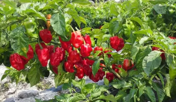 辣椒烘干机批发价格,辣椒烘干机价格是多少钱一台,辣椒烘干机如何使用? 辣椒烘干机批发价格,辣椒烘干机价格是多少钱一台,辣椒烘干机如何使用?